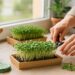 Microgreens und Sprossen