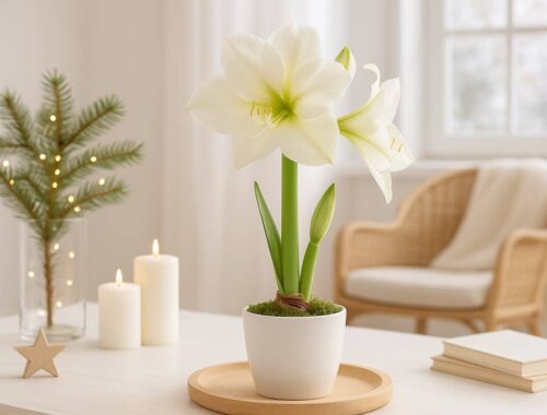 5 Amaryllis Dekoideen, die dein Zuhause im Winter besonders schön machen 9 Helle skandinavische Winterdekoration mit blühender Amaryllis auf einem Holztablett, umgeben von Kerzen und Naturmaterialien – inspirierende Amaryllis Dekoideen für ein gemütliches Zuhause.