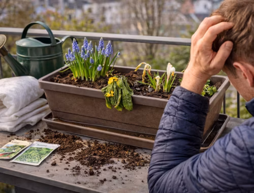 Mann auf einem Balkon im März betrachtet unsicher einen frisch bepflanzten Balkonkasten mit teilweise welken Frühblühern – typische Fehler beim Pflanzen auf dem Balkon im März